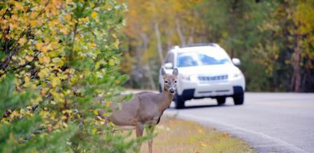 Colisionar con un animal es un tipo de accidente que puede tener consecuencias desastrosas