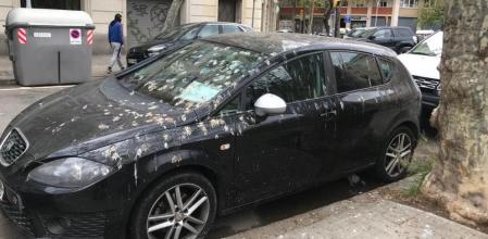 Estacionar el coche debajo de un árbol entraña el riesgo de que nos lo encontremos manchado de defecaciones de pájaros