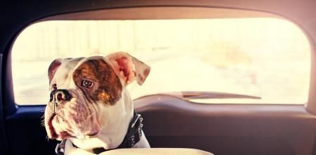 Si llevas a tu mascota en el coche, no debe interferir en tu libertad de movimientos