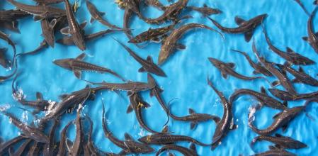 Amur esturión (Acipenser schrenckii) alevines en la incubadora de incubadora de peces