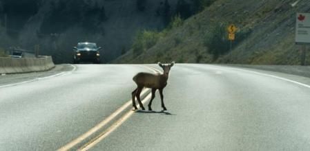 La aparición de un animal en la calzada es un factor de riesgo para la seguridad vial&nbsp;