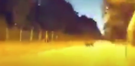 El Tesla ejecuta una maniobra milimétrica para esquivar al cerdo