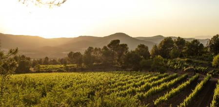 Vino Matís de la bodega Abadal, DO Pla de Bages