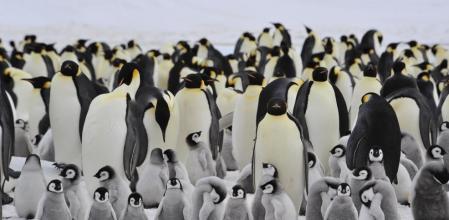 El pingüino emperador está viendo reducida su población por culpa del derretimiento del hielo antártico.