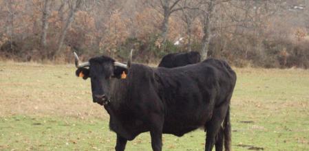 Vaca Avileña-Negra ibérica