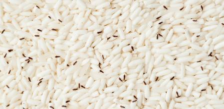 Gorgojos en el arroz
