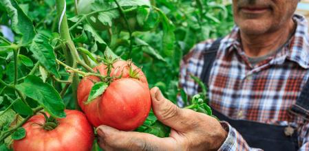 El libro '2000 refranes para comer' nace de una larga lista de ingredientes de la despensa española junto con un centenar de recetas que se elaboran a partir de ellos