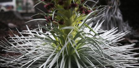La espada plateada de Haleakala florida sólo se encuentra en algunas partes muy localizadas de Hawaiiby Ted Soqui/Corbis via Getty Images)