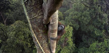 Orangután capturado a 30 metros del suelo en la isla de Borneo
