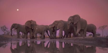 Elefantes en el Parque Nacional de Chobe (Botsuana)