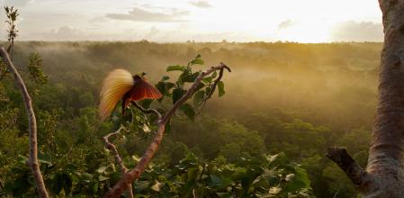 Macho de ave del paraíso esmeralda grande en las islas Aru (Indonesia)