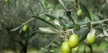 Olive branch with green olives.