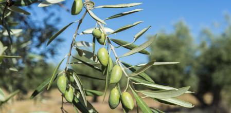 Olives of the Cornicabra variety on the branch. Photo taken in Ciudad Real Province, Spain