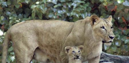 Leones del Zoo de Barcelona