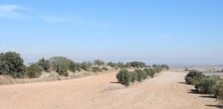 Reto visual: ¿Puedes ver al pájaro en este olivar de La Figuerosa?
