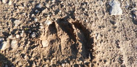 Huella de corzo con el rastro de tres pezuñas.