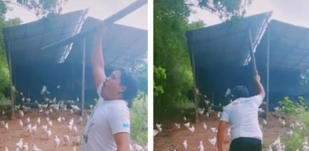 Marcelo comandando a su ejército de gallinas