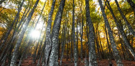 Hayedo del Montejo, en la sierra del Rincón