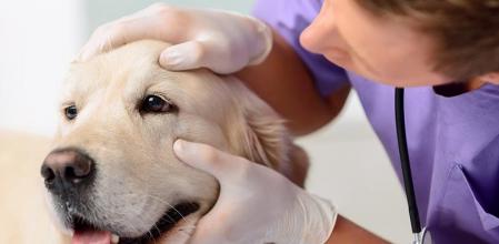 La prevención es básica para la salud de las mascotas
