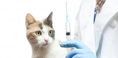 Vacunas para mascotas.