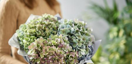 Bouquet of green flower. Beautiful hydrangea flowers in womans hands. the work of the florist at a flower shop. Fresh cut flower (Bouquet of green flower. Beautiful hydrangea flowers in womans hands. the work of the florist at a flower shop. Fresh cut