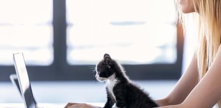 Shot of a pretty little cat looking the laptop while its owner working with him at home.