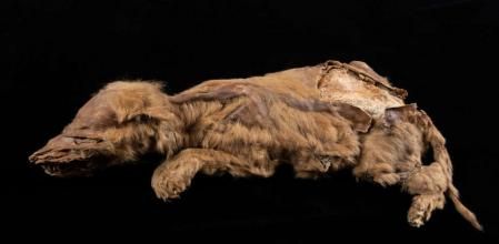 El cachorro falleció hace unos 57.000 años pero aún conserva todo el pelaje