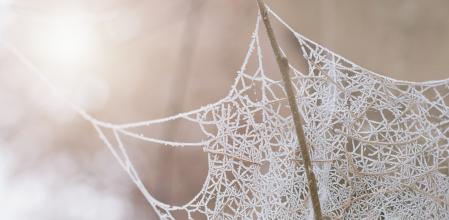 Las telarañas forman parte de la decoración navideña ucraniana