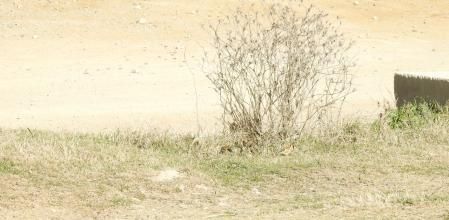 Reto visual: ¿cuántos jilgueros aparecen en esta imagen?