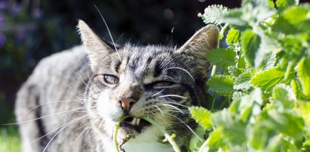 Gato mordisqueando una planta nepeta (Nepeta cataria) o hierba gatera.