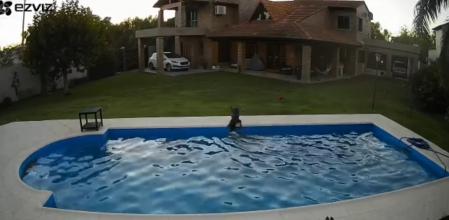 Los dos animales dieron una lección de amistad y fidelidad.