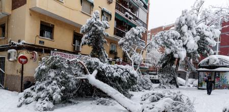 Árboles caídos por el peso de la nieve en la zona de Carabanchel, Madrid, este sábado