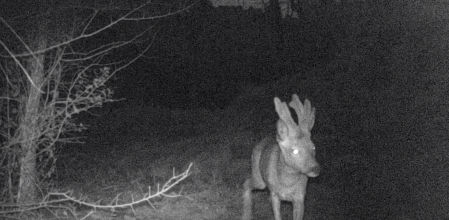 Una captura de la grabación de corzos en la Serralada Marina