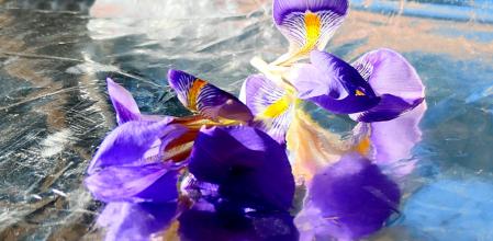 Iris de los jardines del monasterio de Pedralbes.