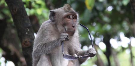 Los macacos de Uluwatu roban objetos para utilizarlos como 'token' o moneda de cambio, para conseguir comida