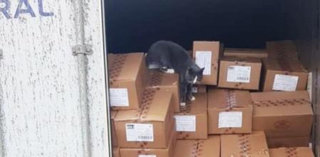 Una inusual dieta le salvó la vida