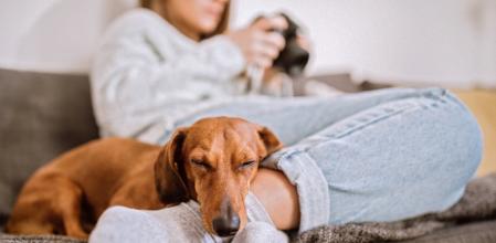 Cute Dachshund Dog Sleeping By Feet Of his Female Owner in Living Room