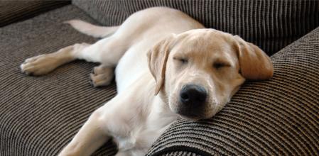 Purebred 4 month old yellow Labrador Retriver puppy taking a morning nap on the couch.