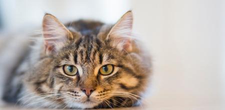 La dueña fue la 'paciente zero'