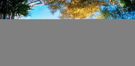 Tener árboles a menos de 100 metros de casa mejoran la salud mental.