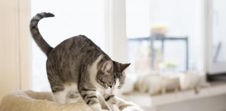 cute tabby cat kneading cushion at sunny day