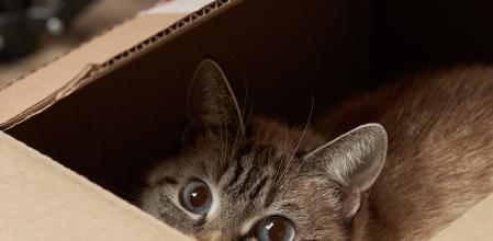 domestic tabby cat hiding at paper box. domestic pet