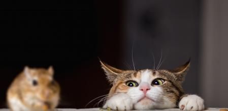 Cat playing with little gerbil mouse on the table.  Russia.