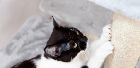 black and white cat sharpen claws at scratching post