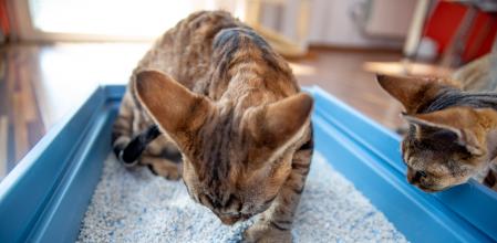 Devon Rex Kitten Digging Sand in Litter Box While Being Watched by Curios Brother
