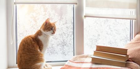 Books wool blanket and red-white cat on windowsill. In the background frosty pattern on window. Cozy home concept. (Books wool blanket and red-white cat on windowsill. In the background frosty pattern on window. Cozy home concept., ASCII, 115 componen
