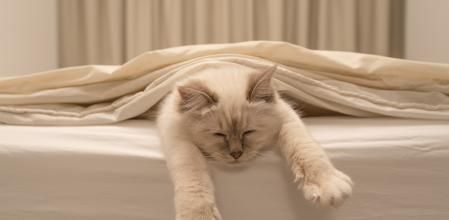 Pure white cat sleeping on white bedding
