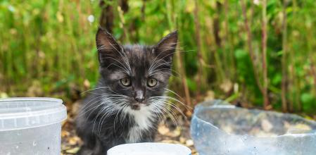 Homeless little kitten on a city street with a empty bowl of food outdoors. Closeup portrait