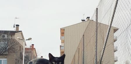 Pilla a su gato haciéndose pasar por callejero para que los vecinos le den sardinas