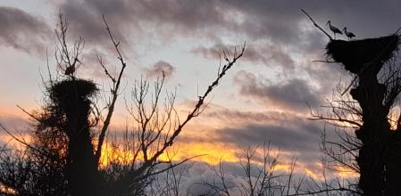 Las cigüeñas de Fuencaliente de Lucio y a Villavega de Aguilar.